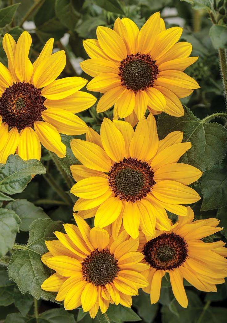 Sunset Serenade in Petal Symphony